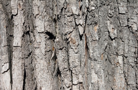 closeup of two hundred years old bark