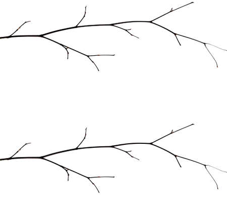 tree branches on a white backgroundの写真素材