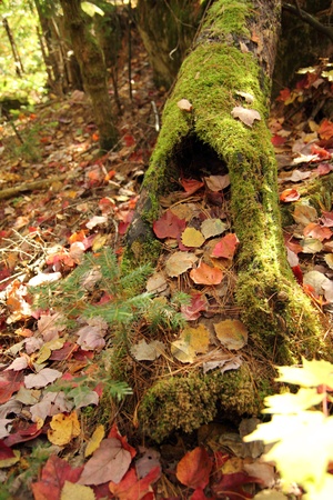 closeup of a old log on the ground at fallの写真素材
