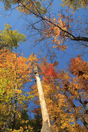 autumn colorful trees and blue skyの写真素材