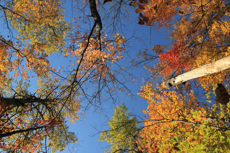 autumn colorful trees and blue skyの写真素材