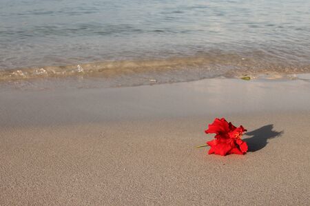 red flower on the beachの写真素材