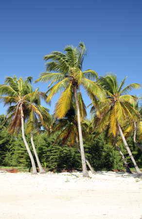tropical beachの写真素材