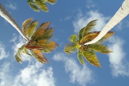two palm trees over blue sky