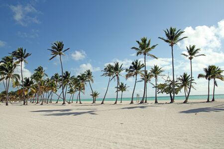 image of a large beach with tropical trees