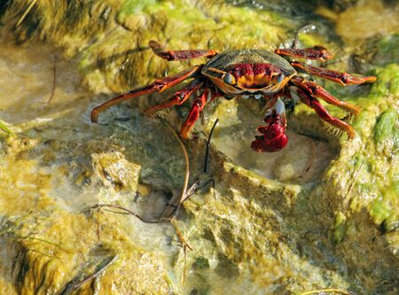 closeup of a red crab on a wet rockの写真素材