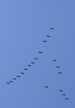 bunch of flying canadensis goose over blue skyの写真素材