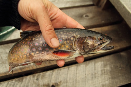 closeup of a hand holding a fresh speckle troutの写真素材