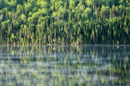 calm lake in a wild forest taken in the morning