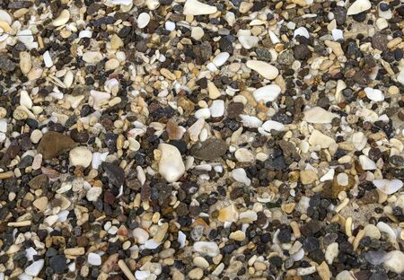 seashells background