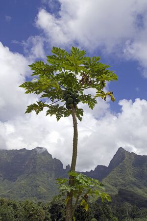closeup of a papaya tree with mountain and blue skyの写真素材