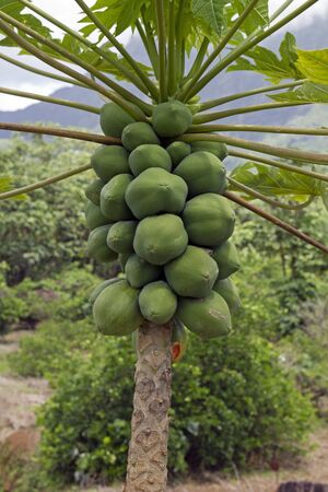 closeup of a papaya tree with green papayasの写真素材
