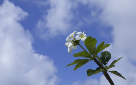 closeup of tiare flowers over blue skyの写真素材