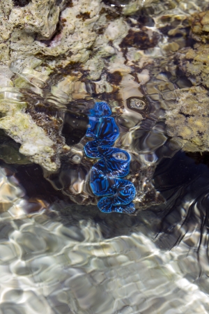 blue sea worm underwater on a coral reefの写真素材