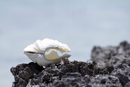 seashell on a reef in front of the lagoonの写真素材