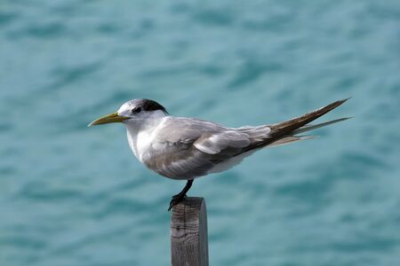 closeup of a seagull standing on wood piece over turquoise water