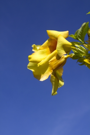 closeup of a yellow flower over clear blue skyの写真素材