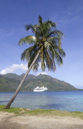 view of a palm tree on a beach with a cruise ship under itの写真素材