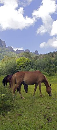 two horses eating on a green valley with a mountain for backgroundの写真素材