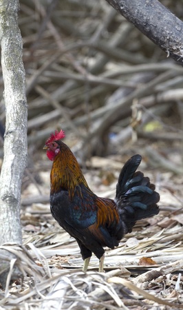 colorful rooster standing in the grassの写真素材