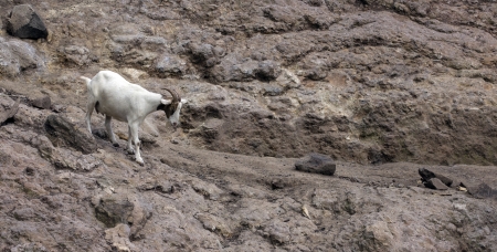 mountain goat walking on the cliffの写真素材