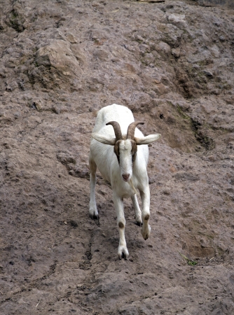 closeup of a charging mountain goatの写真素材