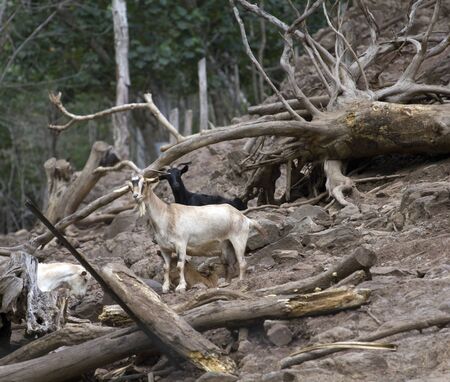 mountain goats on a typical habitatの写真素材