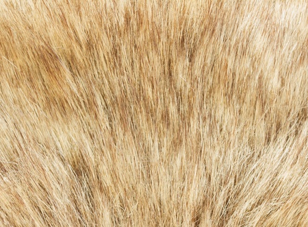 macro image of a piece of fur