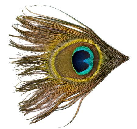 image of peacock style feathers over whiteの写真素材
