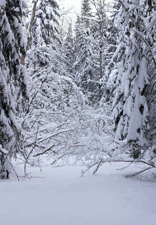 forest with trees covered with snowの写真素材