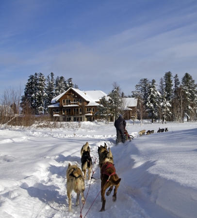dog sledding in a forest at winterのeditorial素材
