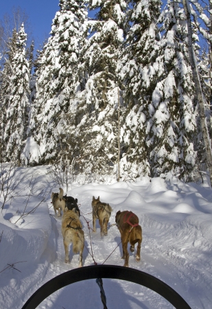 dog sledding in a forest at winterの写真素材