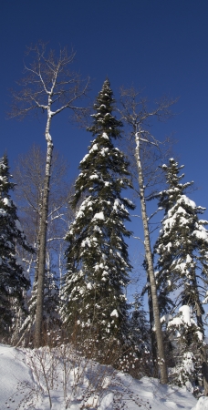 pine trees covered with snow over clear blue skyの写真素材