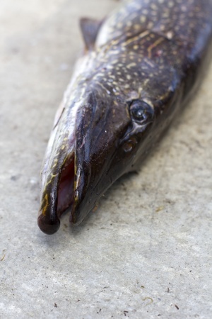 closeup of a northern pike head on a tableの写真素材