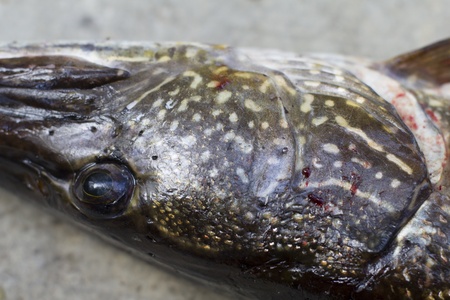 closeup of a northern pike head on a tableの写真素材