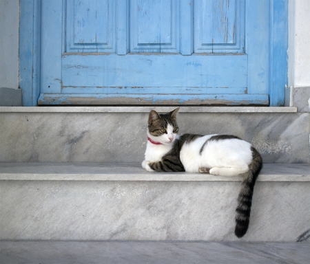 closeup of a cat lying on a step in front of a  blue door entrance in paros greeceの写真素材