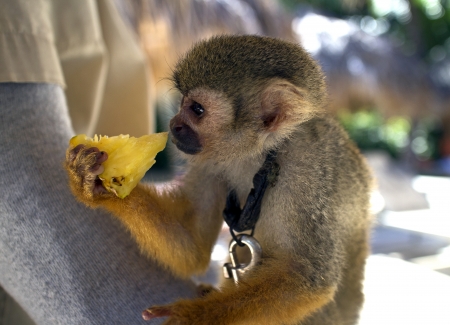 little monkey eating a piece of pineapple