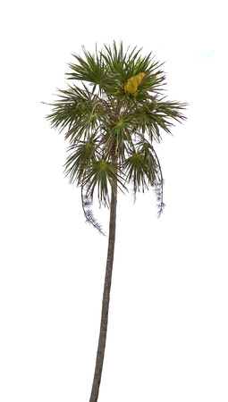 Palm tree isolated over whiteの写真素材