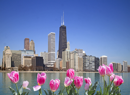 Chicago city view with pink tulips on frontの写真素材