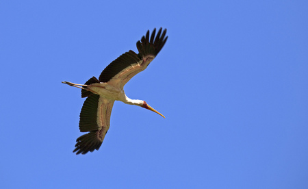 White stork flying over blue sky