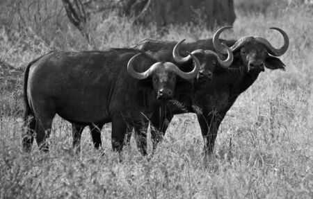 Three buffalos looking at camera, east Africaの写真素材