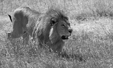 Black and white wild male lionの写真素材