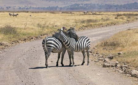 Two zebras in protection modeの写真素材