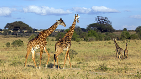 Giraffe family in Tarangire parkの写真素材