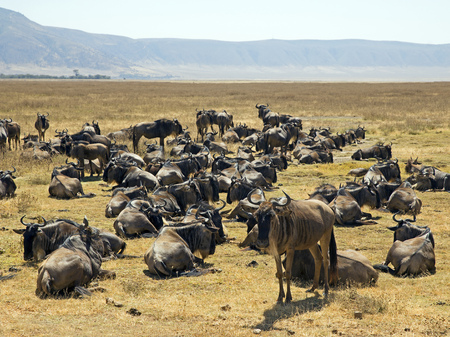 African migration of the gnus, Serengeti parkの写真素材