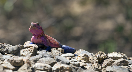 Rainbow lizard on a pile of rocksの写真素材
