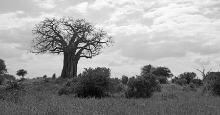 Tarangire park with baobab tree, black and whiteの写真素材