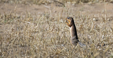 Little mongoose from east Africa