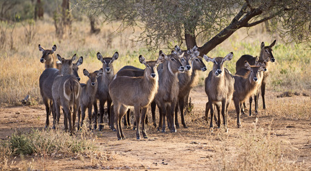 Group of waterbucks in Tarangire reserve, Tanzaniaの写真素材