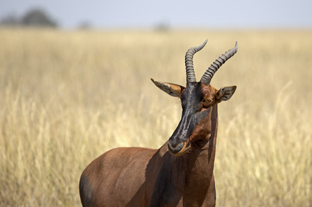 Topi taken in east Africaの写真素材